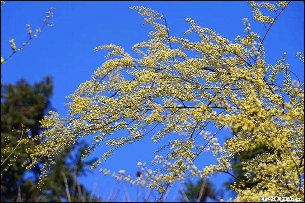 【春天，广西桂林灌阳县向您发出邀请！】米珠山前有片山苍子花在飘香 - 游山玩水 - 铜仁生活社区 - 铜仁28生活网 tr.28life.com