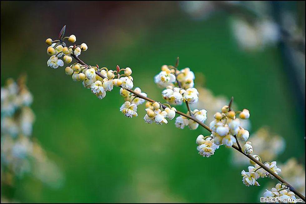 【春天，广西桂林灌阳县向您发出邀请！】米珠山前有片山苍子花在飘香 - 游山玩水 - 铜仁生活社区 - 铜仁28生活网 tr.28life.com