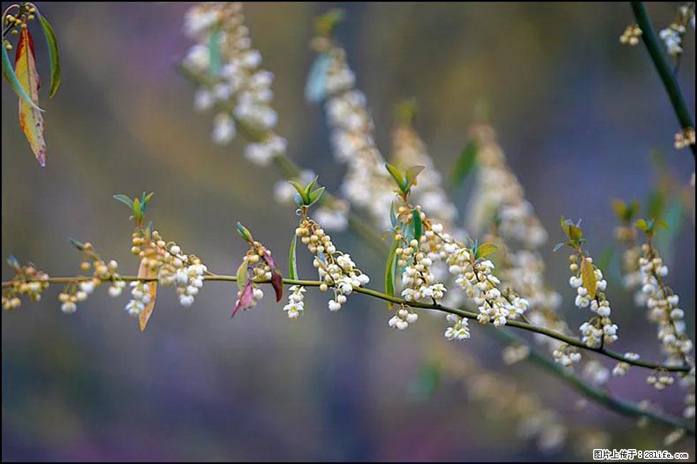 【春天，广西桂林灌阳县向您发出邀请！】米珠山前有片山苍子花在飘香 - 游山玩水 - 铜仁生活社区 - 铜仁28生活网 tr.28life.com