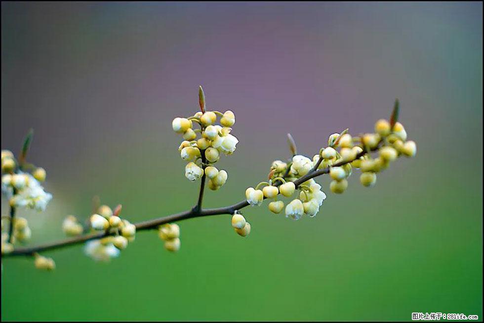 【春天，广西桂林灌阳县向您发出邀请！】米珠山前有片山苍子花在飘香 - 游山玩水 - 铜仁生活社区 - 铜仁28生活网 tr.28life.com
