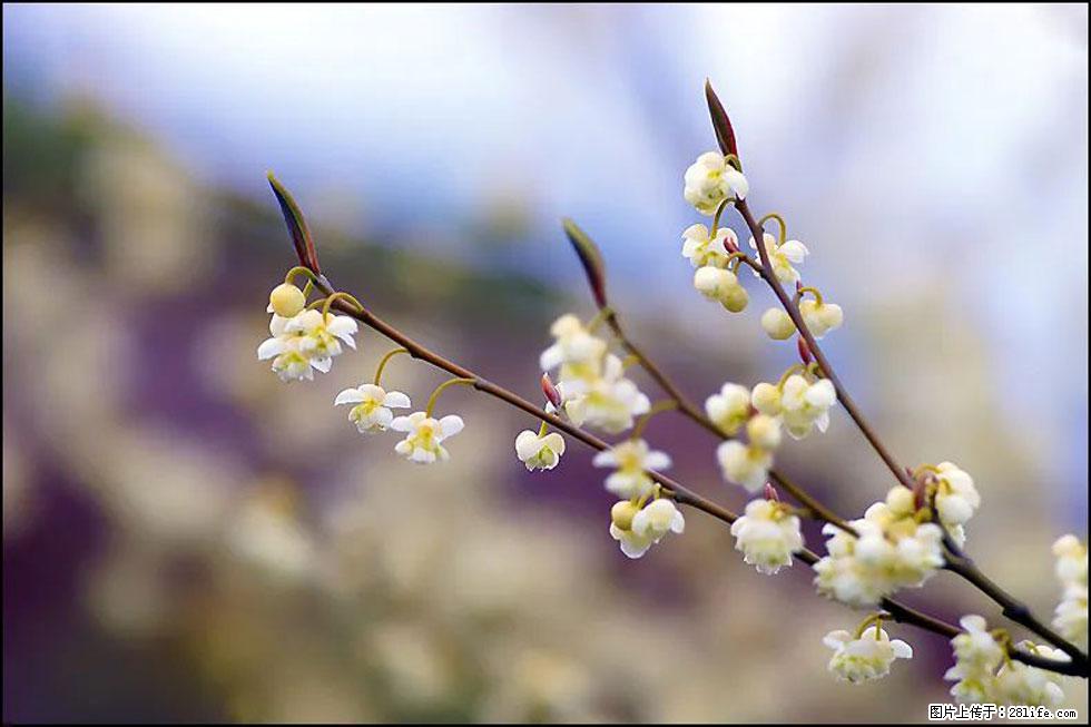 【春天，广西桂林灌阳县向您发出邀请！】米珠山前有片山苍子花在飘香 - 游山玩水 - 铜仁生活社区 - 铜仁28生活网 tr.28life.com