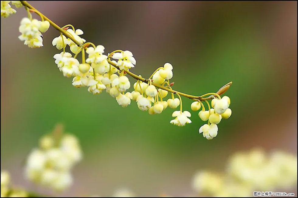 【春天，广西桂林灌阳县向您发出邀请！】米珠山前有片山苍子花在飘香 - 游山玩水 - 铜仁生活社区 - 铜仁28生活网 tr.28life.com