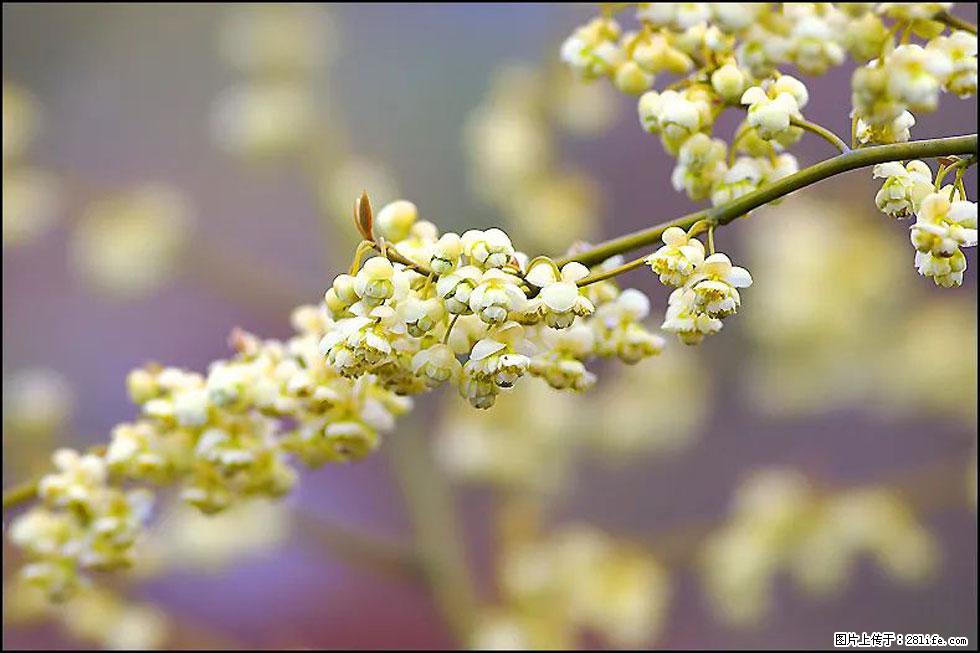 【春天，广西桂林灌阳县向您发出邀请！】米珠山前有片山苍子花在飘香 - 游山玩水 - 铜仁生活社区 - 铜仁28生活网 tr.28life.com