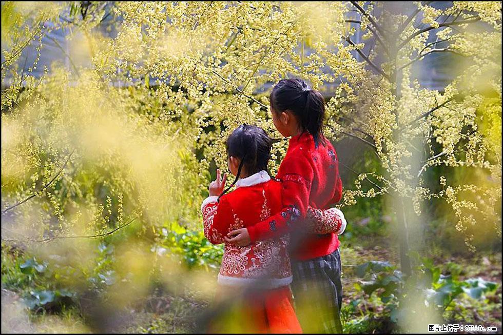 【春天，广西桂林灌阳县向您发出邀请！】米珠山前有片山苍子花在飘香 - 游山玩水 - 铜仁生活社区 - 铜仁28生活网 tr.28life.com