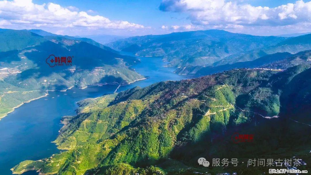 时间果百年古树龙珠普洱生茶 - 购物交流 - 铜仁生活社区 - 铜仁28生活网 tr.28life.com