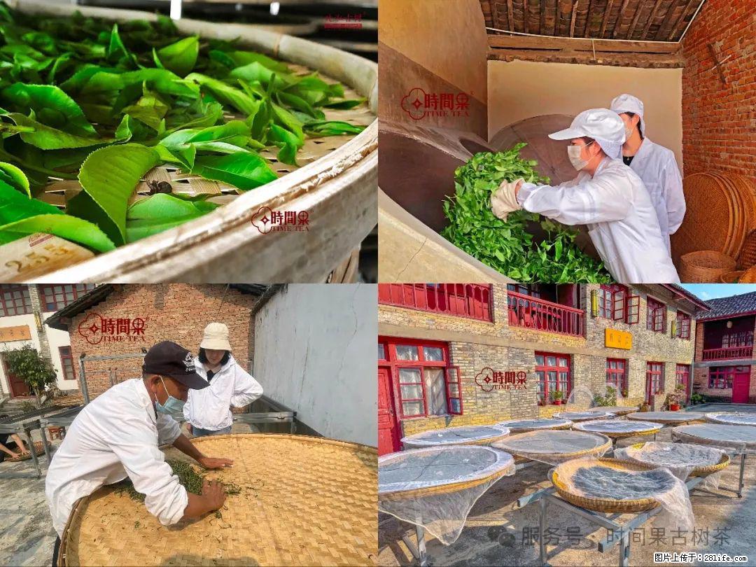 时间果百年古树龙珠普洱生茶 - 购物交流 - 铜仁生活社区 - 铜仁28生活网 tr.28life.com