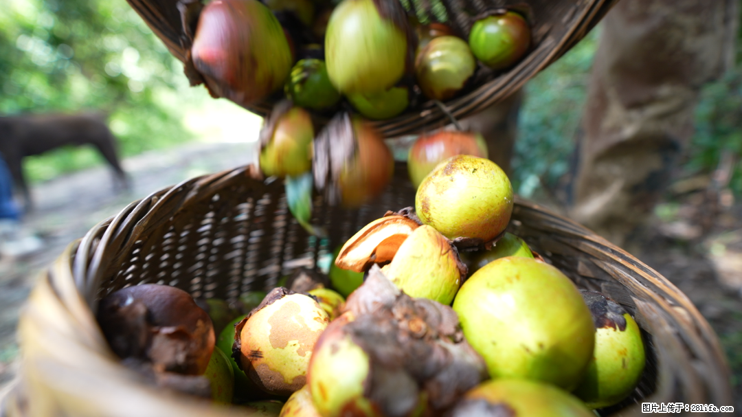 揭秘茶油的5大核心营养成分！被称为人体健康的“守护盾”！ - 铜仁生活资讯 - 铜仁28生活网 tr.28life.com