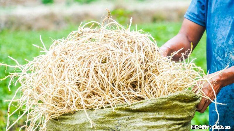 堪称“最难吃”的蔬菜,却是 “抗辐射神器”,还能护肺、清热、止咳化痰! - 铜仁生活资讯 - 铜仁28生活网 tr.28life.com