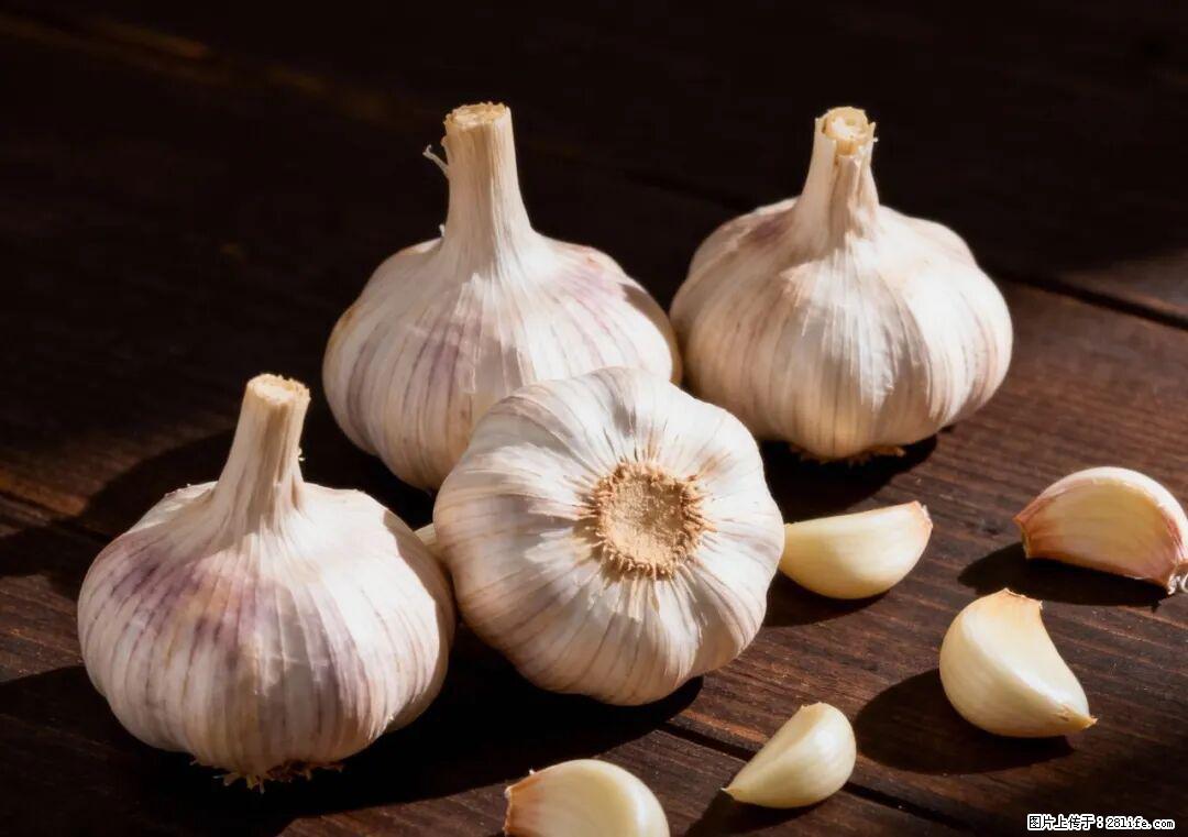 关于大蒜，除了“天然抗生素”，这4个谣言更该警惕! - 铜仁生活资讯 - 铜仁28生活网 tr.28life.com