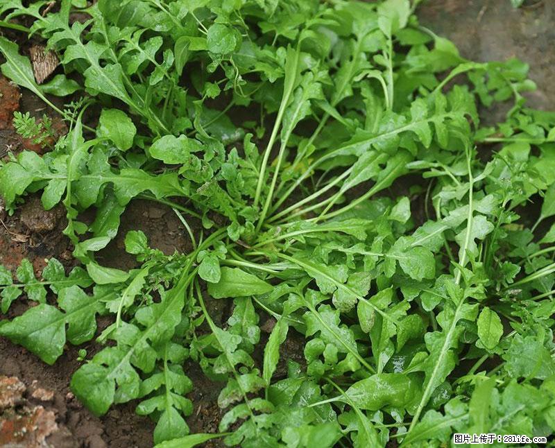 这些蔬菜是“天然钙片”，这6种被医生重点推荐 - 铜仁生活资讯 - 铜仁28生活网 tr.28life.com