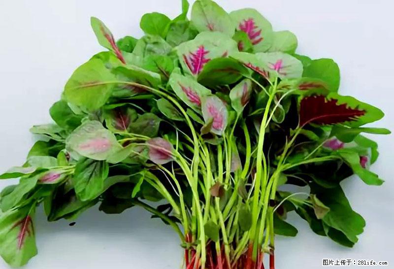 这些蔬菜是“天然钙片”，这6种被医生重点推荐 - 铜仁生活资讯 - 铜仁28生活网 tr.28life.com