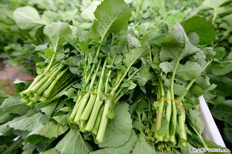 这些蔬菜是“天然钙片”，这6种被医生重点推荐 - 铜仁生活资讯 - 铜仁28生活网 tr.28life.com